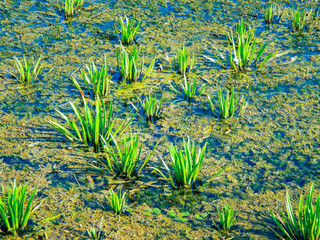 grass on the lake 2