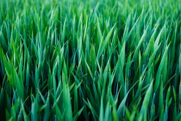 Foto op Aluminium Gras als achtergrond. Agrarische samenstelling. Groene tarwe in de zomer. Een natuurlijk landschap. © biletskiyevgeniy.com
