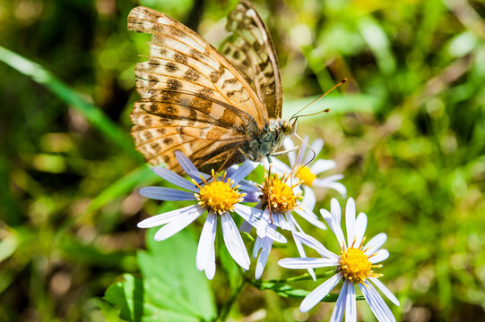 Butterfly feeding on flowers, details in macro photograph