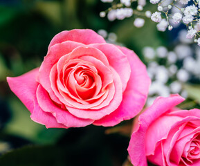 pink rose summer flowers nature romantic decoration beauty cute 