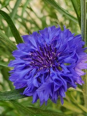 close up of a blue cornflower