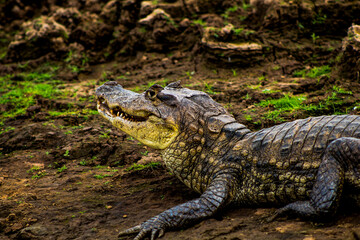 Humeral Caño Negro, Alajuela, San Carlos