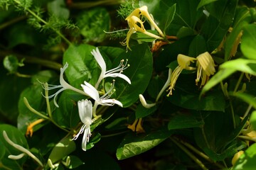 Planta de madreselva con flores en primavera, Lonicera