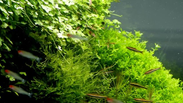 planted aquascape design with healthy plants and moss, blurred dwarf fish swim fast, iwagumi Amano style nature freshwater aquarium