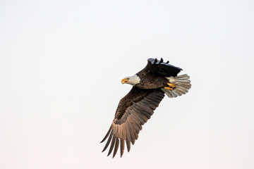The bald eagle (Haliaeetus leucocephalus) in flight. It is a bird of prey found in North America