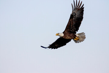 The bald eagle (Haliaeetus leucocephalus) in flight. It is a bird of prey found in North America