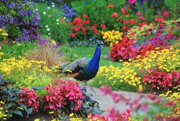 Peacock in the Garden