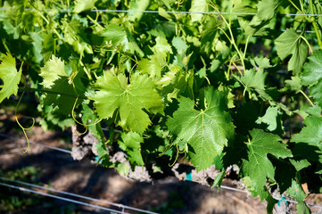 Young grapevines in vineyard