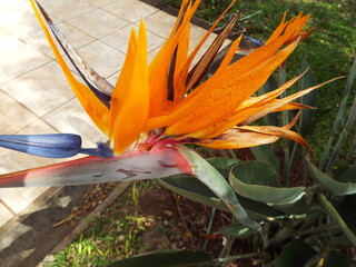 Flor laranja parecedo com passaros, Strelitzia. Planta de peciolo e caules longos acinzentados....
