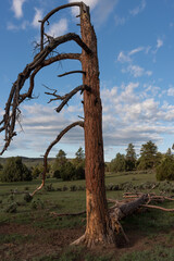 A dead pine tree, partly standing, partly fallen. with a wide view of the forested landscape and cloudy skies in the background.