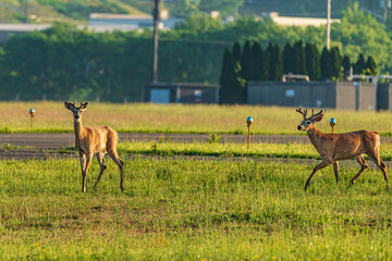 deer in the grass at the airport