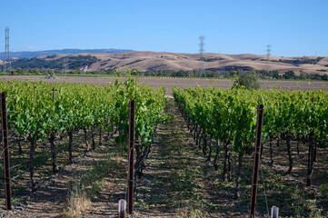 Winery vineyards in spring