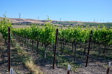 Winery vineyards in spring