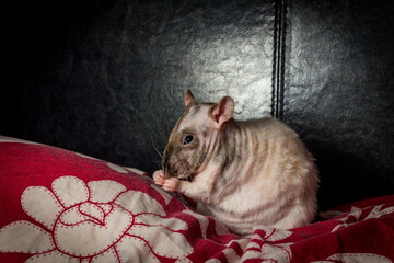 Hairless Rat on Bed