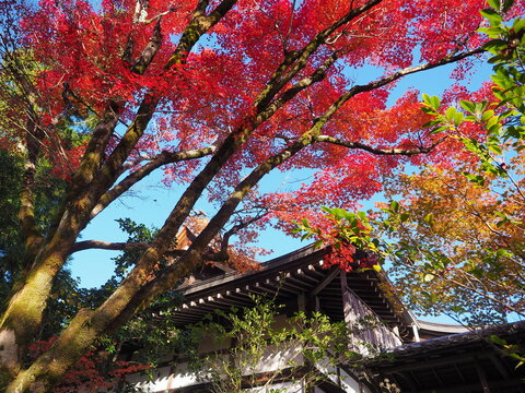 紅葉の鮮やかなお寺の境内