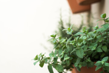 Organic peppermint plant growing healthy with other aromatic plants in a vertical garden made of wall pots, selective focus,  white background with copy space