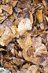 Beech leaves fallen on the ground.