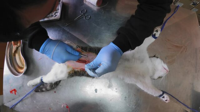 Neutering, sterilization of a cat close-up. End of abdominal surgery, vet using stitches to sew the soft tissues of the abdomen
