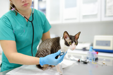 Veterinarian examines a cat of a disabled Cornish Rex breed in a veterinary clinic. The cat has...