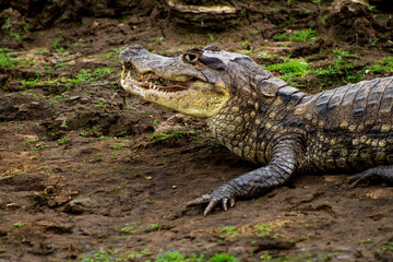 Reserva humeral Caño Negro, Alajuela, Costa Rica