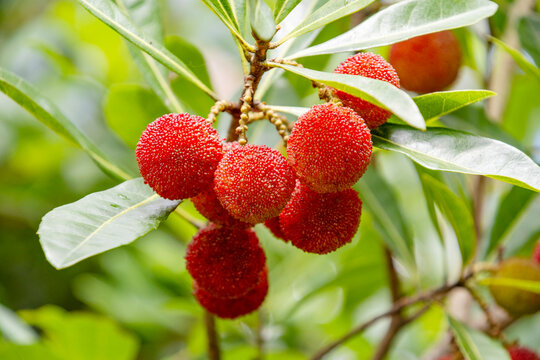 57 件の最適な やまももの実 画像 ストック写真 ベクター Adobe Stock