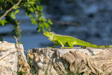 Iguana verde en su hábitat natural