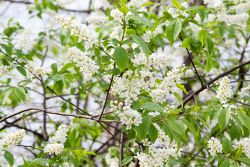 branches of blooming bird cherry, used as a background or texture