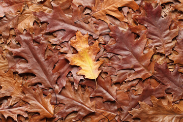 Autumn background - top view of a heap of dry brown and yellow oak leaves. Closeup