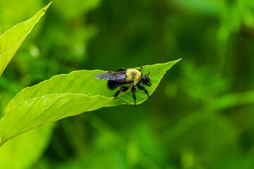 Bee on leaf