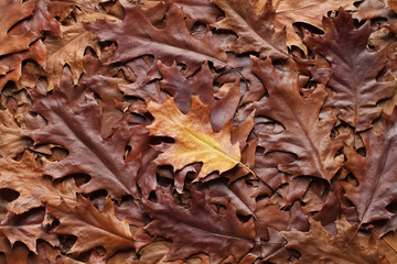 Autumn background - top view of a heap of dry brown and yellow oak leaves. Closeup