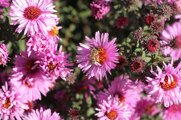 Bee on perennial Aster flower on a sunny day. Closeup