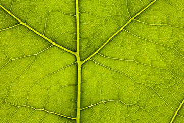 leaf green plant close-up, used as a background or texture