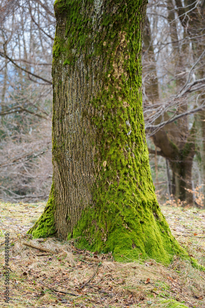 Sticker lush green moss on a tree trunk at the roots.