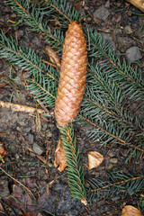 Fallen spruce cone on the ground.