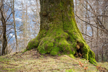 Lush green moss on a tree trunk at the roots.