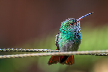 hummingbird on a branch