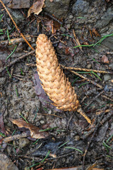 Fallen spruce cone on the ground.