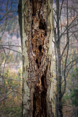 Damaged beech trunk with a bird's nest.