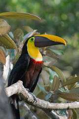 Tucan pico iris, naturalesza, aves, libertad, bosque seco. 