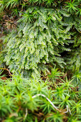Lush green leaves of moss in detail.