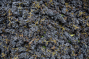 Ripe grapes harvest at winery farm