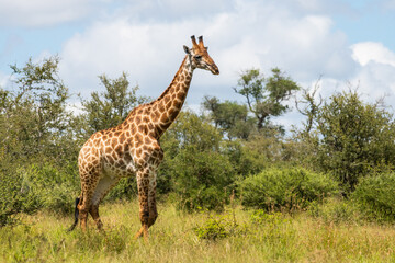 Giraffe standing among green bushes at Kruger park