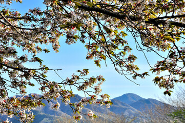 ヤマザクラ咲く山中湖村パノラマ台より望む御正体山
パノラマ台は県道730号山中湖小山線の山中湖から三国峠へ向かう道路の途中に位置する展望台及び駐車場。富士八景に選定され、富士山のビューポイントとして有名な場所。晴れた日には駐車場に車を停めて富士山と山中湖の絶景を堪能する人が絶えない。したがい休日の晴れた日などは、少ない駐車台数のため路上駐車が目立つようになる。