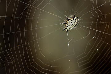 Gasteracantha cancriformis, araña soldado. araña panadera. arcnido, blanco. naranja. anaranjado,...