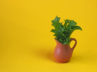 leaf of lettuce in the small clay jug with yellow background
