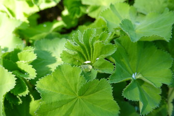 Lady's Mantle is an herbaceous perennial that originated in the Eastern Carpathians and the Caucasus.