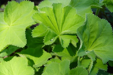 Alchemilla is a genus of herbaceous perennial plants in the family Rosaceae, with the common name lady's mantle