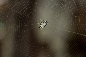 Gasteracantha cancriformis, araña soldado. araña panadera. arcnido, blanco. naranja. anaranjado, tela de araña.