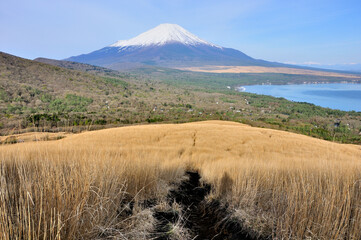 Fototapeta premium 丹沢山地の鉄砲木ノ頭より春の富士山