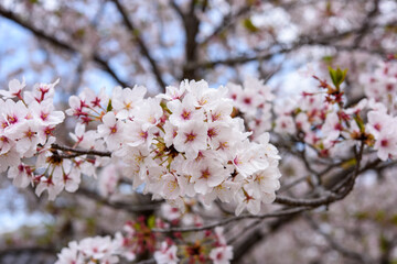 綺麗な満開の桜のアップ